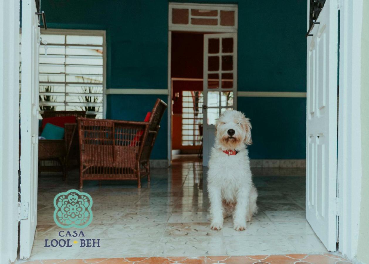 Casa Lool Beh Bed & Breakfast Merida Exterior photo